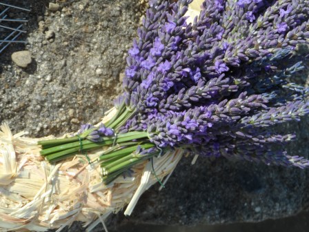Small bunches of lavender.