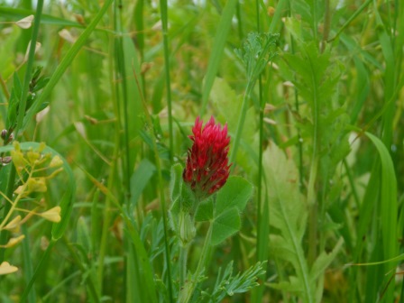 A single red flower.