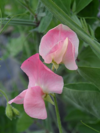 A peachy/pinky colored sweet pea (captured when the sun was behind a cloud!)