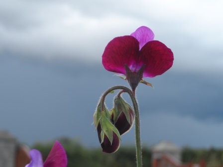 And here's a picture of that cloud!