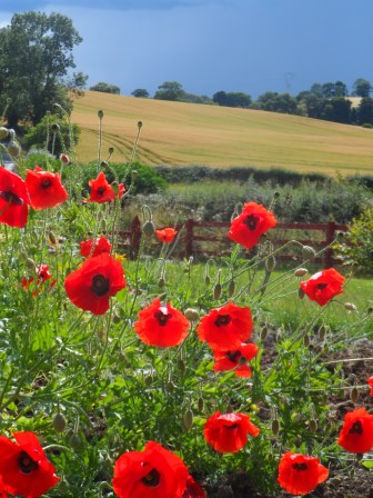 Poppies before the storm.
