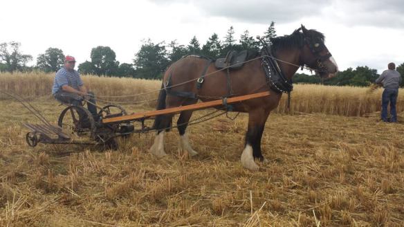 Moynalty Steam Threshing