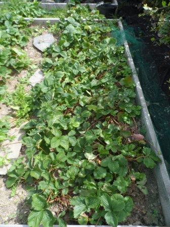 I'll admit it was a bit of work (for my husband!) tidying up this bed!