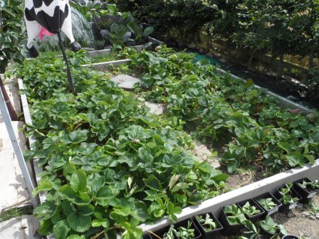 Strawberry bed at the end of the season.