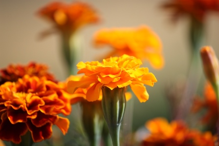 Marigold