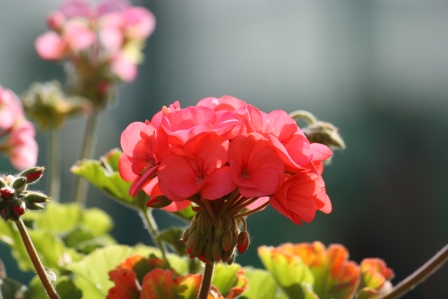 Old fashioned geranium