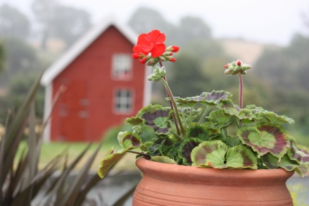 Geranium on a foggy morning.