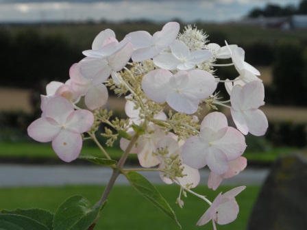 Paniculata hydrangea