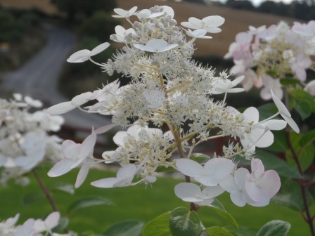 Paniculata hydrangea