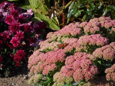 Autumn Joy sedum