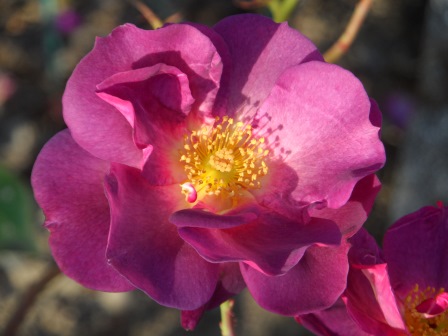 Floribunda rose Burgundy Ice