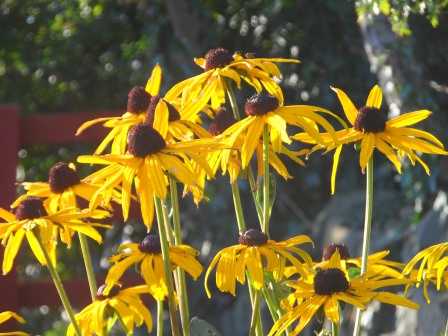 Black eyed Susan (Rudbeckia)