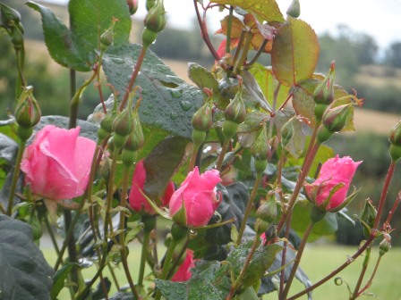 Floribunda rose Queen Elizabeth (fragrant) with about a million flower buds!