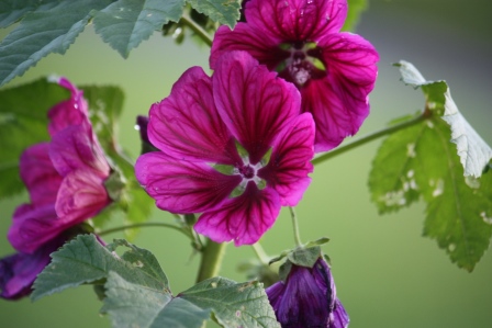 Malva Sylvestris Mauritanicus "Windsor Castle"