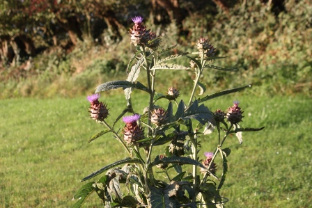 The entire plant is coming into bloom!