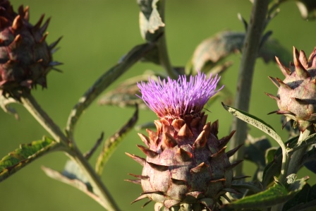 Globe artichoke Cynara Scolymus