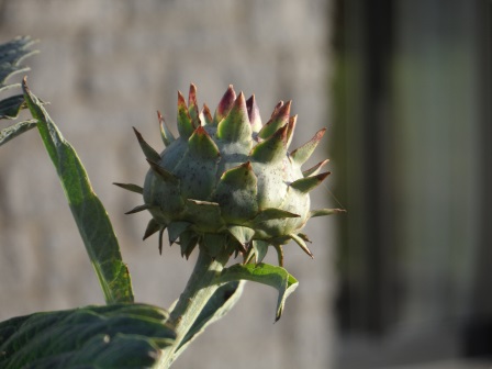 Globe artichoke Cynara Scolymus