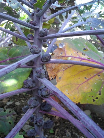 Organic Brussels Sprouts Rubine Red