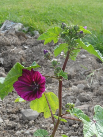 Malva in the early days