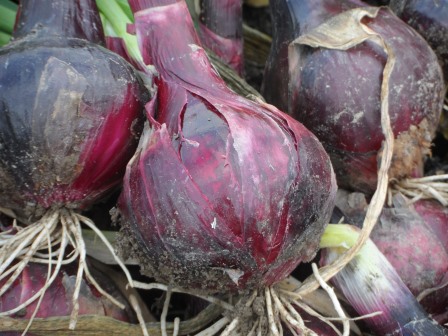 A nice size Robelja onion.