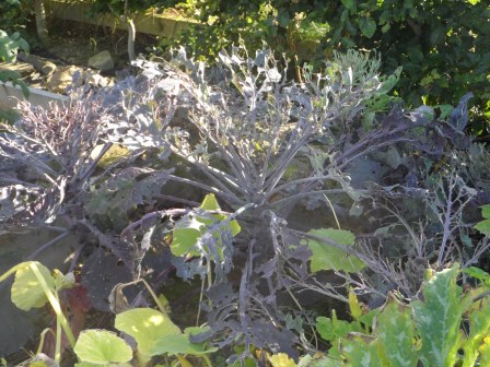 Another view of the least glamorous vegetable in the garden.