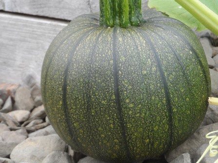 My favorite pumpkin with a perfect shape!