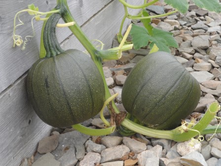 Two hangin' together.