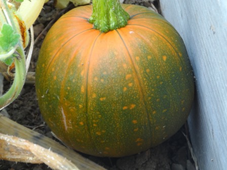 Can you believe how many photos of pumpkins I've taken?