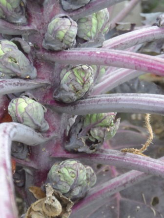 Organic Brussels Sprouts Rubine Red