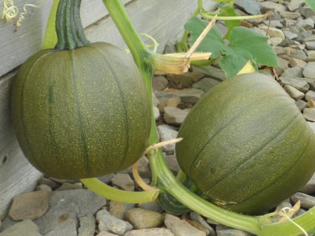 The two hangin' changing color!