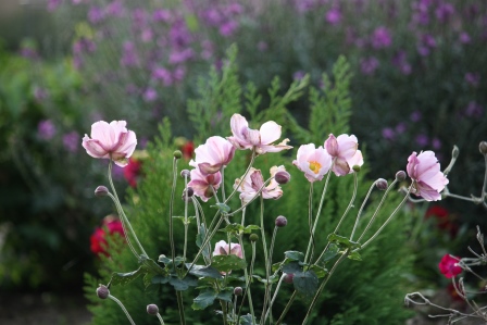 Pink Japanese anemone with dahlia and Erysimum bowles' mauve in background.