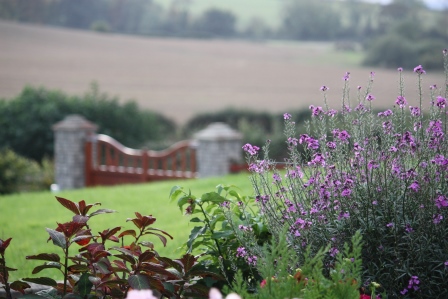 Erysimum bowles' mauve in October.