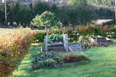 Fall look at the veggie beds.