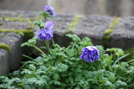Mr. Fokker anemone in November.