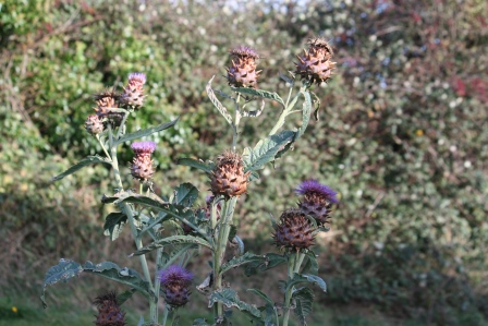 Globe artichoke flowers in November.