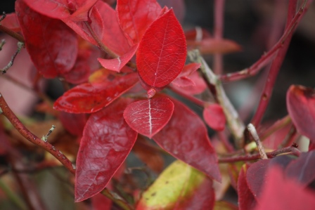 Blueberry bush in November