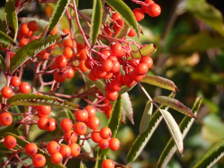 Rowan berries from October.