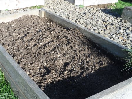 Rye planted in the garlic bed.