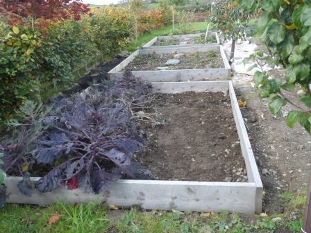 Organic Autumn Planting Garlic -  Vallelado planted next to the Brussels Sprouts.