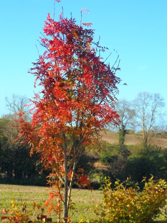 Rowan tree