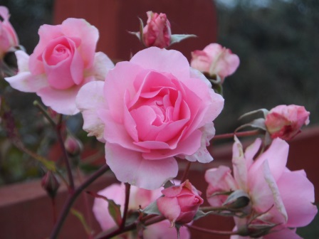 My favorite color: pink.