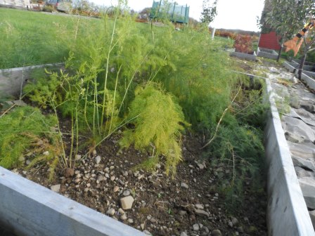 Asparagus plants' first year of growth. November 2013.