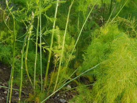 A close-up of over grown first year asparagus plants grown from crowns.