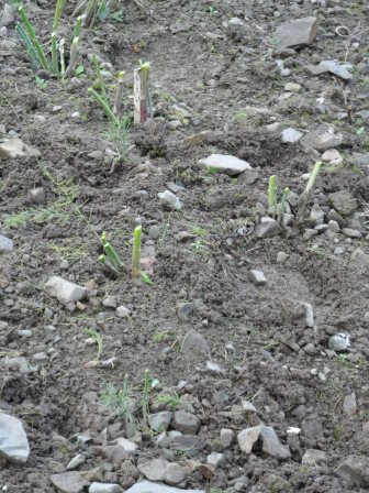 The freshly cut asparagus bed.