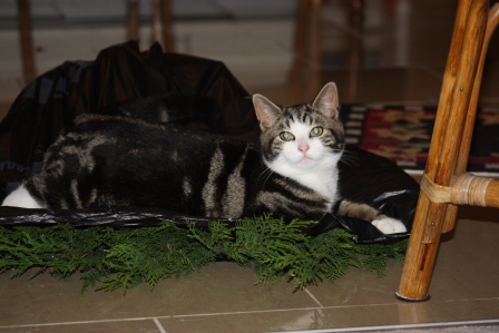 Hobbes helping with the greens.