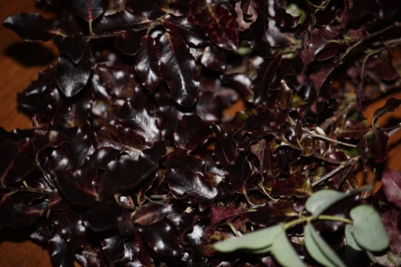 I must get the name of this pretty plant.