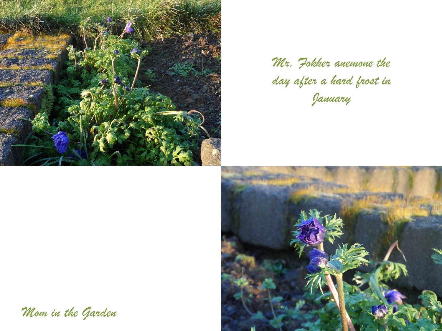 The day after the frost