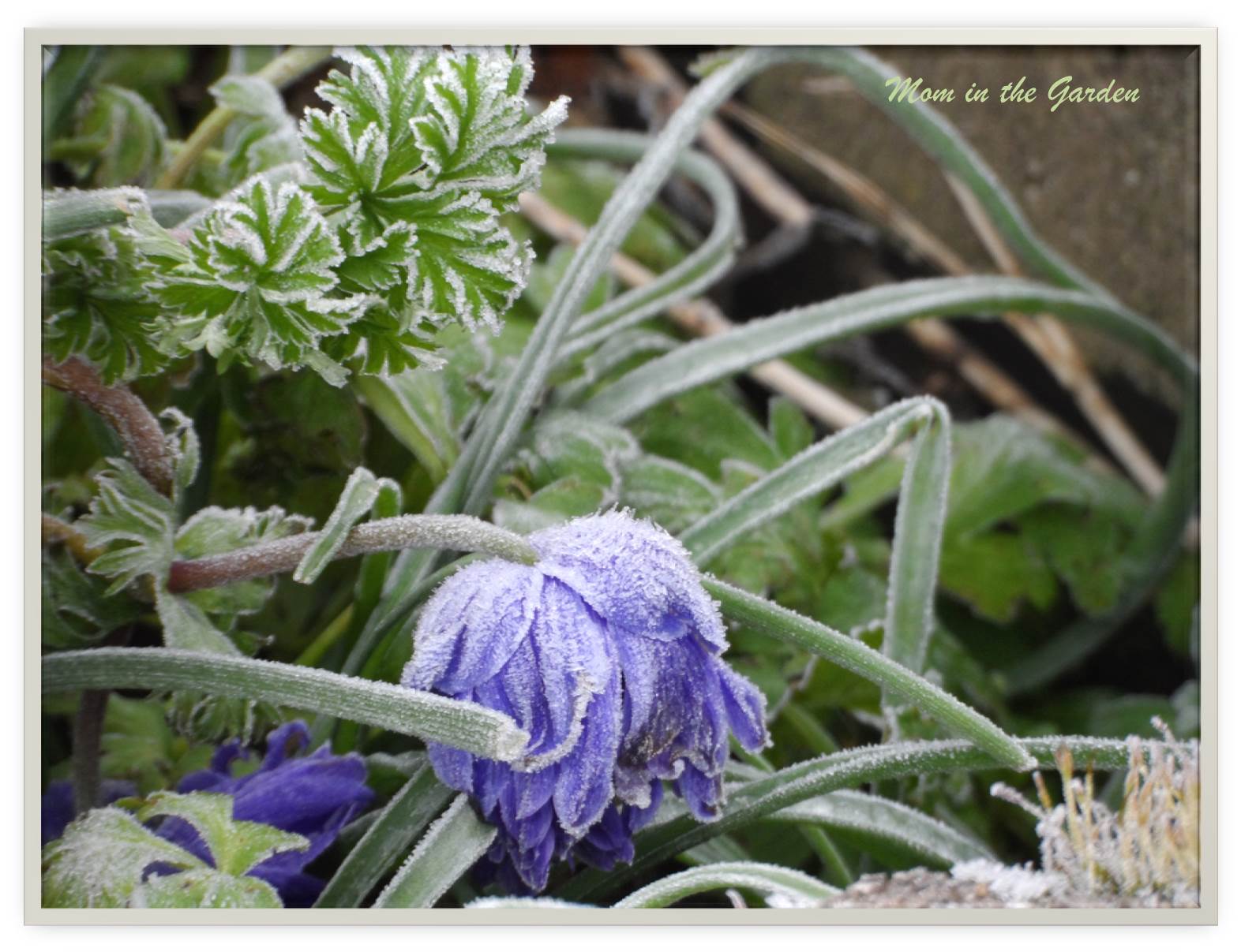 A frozen anemone