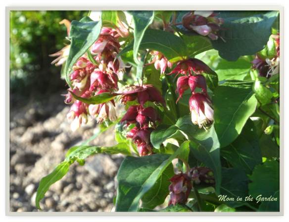 a cluster of drooping flowers