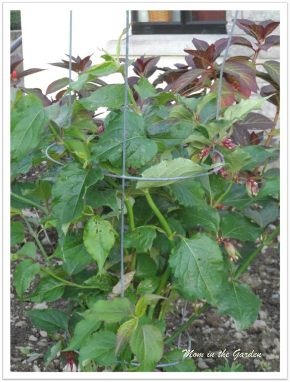 Leycesteria formosa supported